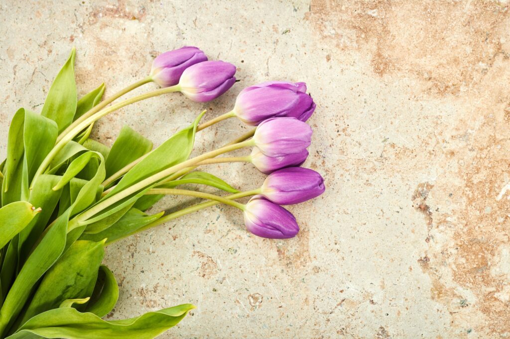 Bouquet of purple tulips on a travertine stone background